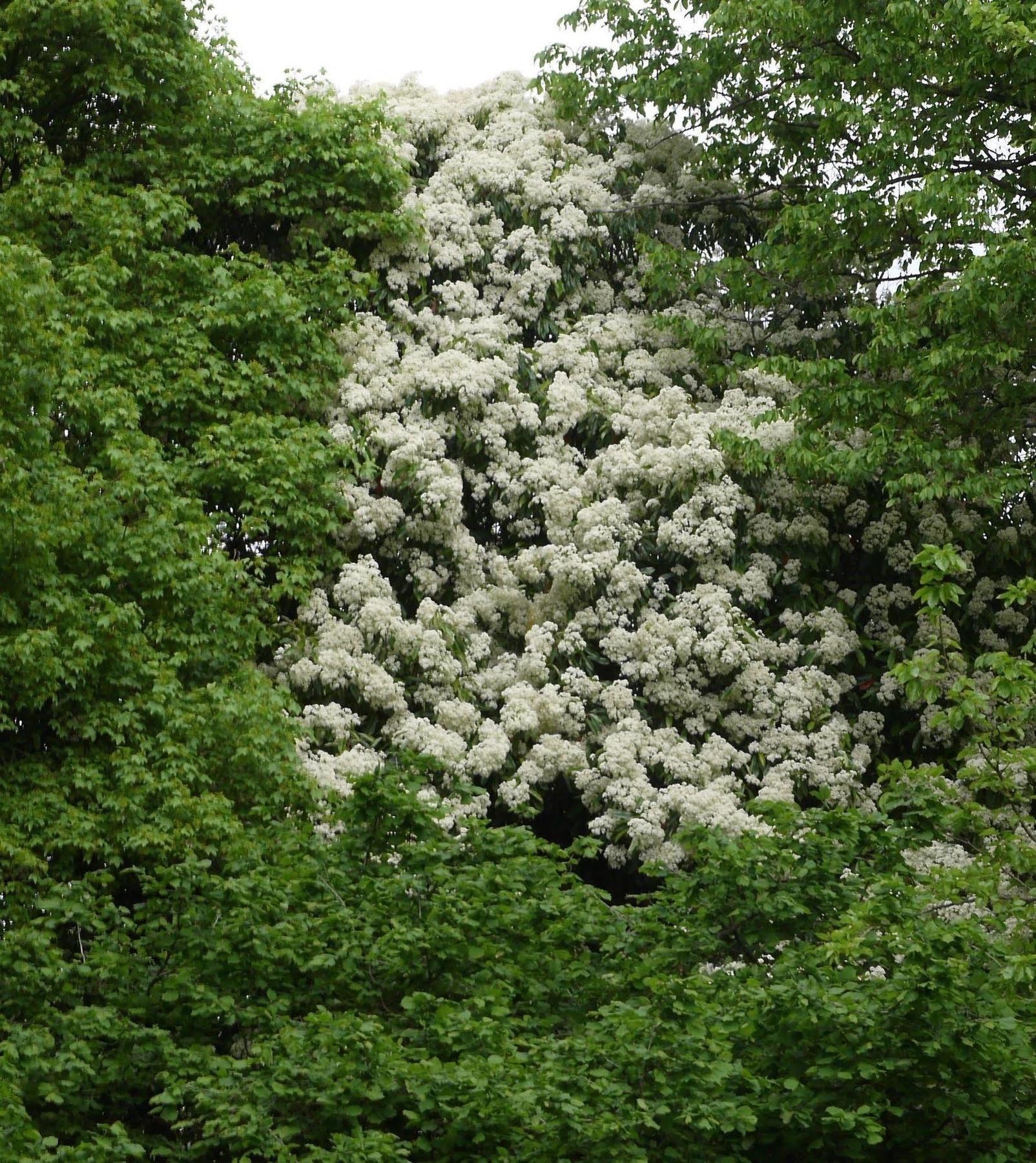 B&B Giardino Jappelli Rosa Екстер'єр фото